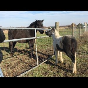 Meet your Posher, Sheila